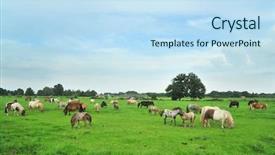  Presentation with horses - Theme having american mini horses in green landscape background and a sky blue colored foreground