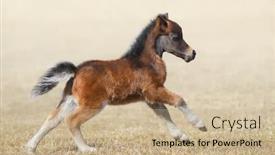  Presentation with foal - PPT theme featuring american-miniature-horse-bay-foal background and a coral colored foreground