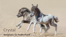  Presentation with blue eyes - Presentation design featuring american-miniature-horse-two-newly background and a soft green colored foreground
