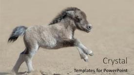  Presentation with blue eyes - Slide set with american-miniature-horse-with-blue background and a mint green colored foreground