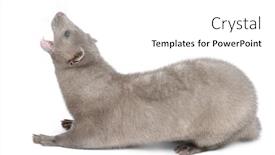  Presentation with american history old flag - Audience pleasing slides consisting of american mink neovison vison 3 months old in front of white background backdrop and a white colored foreground