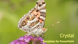  Presentation with purple butterfly - Cool new PPT layouts with american painted lady butterfly feeding on a purple flowers of a butterflybush backdrop and a tawny brown colored foreground