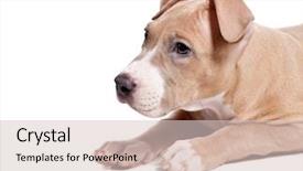  Presentation with pit bull - Theme with american pit bull terrier puppy background and a lemonade colored foreground