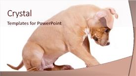  Presentation with pit bull - Colorful presentation enhanced with american pit bull terrier puppy backdrop and a sky blue colored foreground