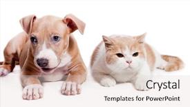  Presentation with pit bull - Slide set featuring american pit bull terrier puppy background and a lemonade colored foreground