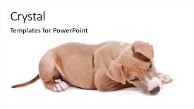  Presentation with pit bull - Presentation design consisting of american pit bull terrier puppy background and a white colored foreground