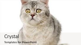  Presentation with american history old flag - Presentation theme with american polydactyl 10 years old background and a  colored foreground