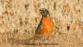  Presentation with dry - Cool new PPT layouts with american-robin-searching-for-food backdrop and a gold colored foreground
