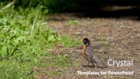  Presentation with forest - Slides with american-robin-turdus-migratorius background and a coral colored foreground