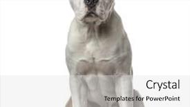  Presentation with staff - Theme having american staff sitting isolated on white background and a light gray colored foreground