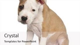  Presentation with american history old flag - PPT layouts having field of ripe wheat under blue cloudy sky background and a yellow colored foreground