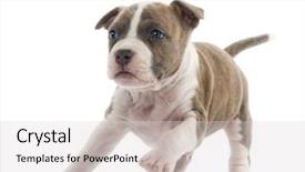  Presentation with american history old flag - Cool new PPT theme with american staffordshire terrier puppy running backdrop and a light gray colored foreground