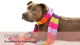  Presentation with american - Colorful presentation design enhanced with american-staffordshire-terrier-with-colorful backdrop and a  colored foreground