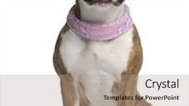  Presentation with pink white - Cool new PPT layouts with disproportion - american staffordshire terrier with pink backdrop and a coral colored foreground