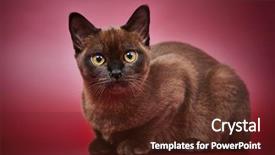  Presentation with kitten - Colorful PPT theme enhanced with american traditional burmese kitten backdrop and a tawny brown colored foreground