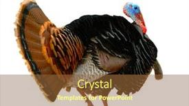  Presentation with turkey - Slides featuring american-turkey-tom-male-strutting background and a tawny brown colored foreground