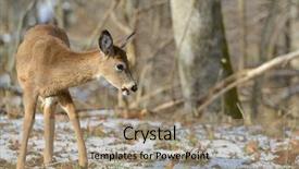  Presentation with winter evergreen forest - Presentation theme with american white tail deer grazing background and a coral colored foreground
