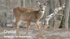  Presentation with whitetail deer - Presentation having american white tail deer grazing background and a gray colored foreground