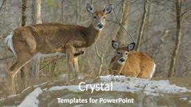  Presentation with whitetail deer - PPT theme featuring american white tail deer grazing background and a coral colored foreground