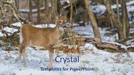  Presentation with winter evergreen forest - Colorful slides enhanced with american white tail deer grazing backdrop and a lemonade colored foreground