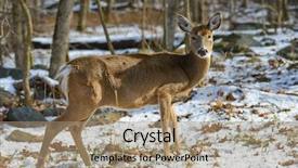  Presentation with winter forest - Slides featuring american white tail deer grazing background and a coral colored foreground