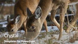  Presentation with whitetail deer - Slide deck with american white tail deer background and a tawny brown colored foreground