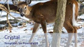  Presentation with whitetail deer - Slide deck with american white tail deer background and a lemonade colored foreground