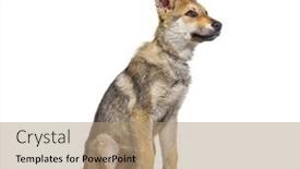  Presentation with puppy - Theme featuring american-wolfdog-puppy-three-months background and a coral colored foreground