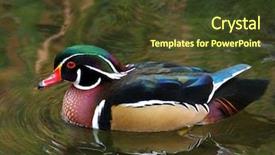 Presentation with duck - Presentation theme featuring american wood duck - aix sponsa background and a tawny brown colored foreground