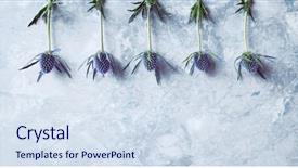  Presentation with holly - Slides enhanced with amethyst sea holly flowers background and a sky blue colored foreground