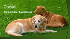  Presentation with nova scotia - Amazing presentation theme having amigos - my dog - golden retriever backdrop and a forest green colored foreground