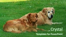  Presentation with nova scotia - Audience pleasing slide deck consisting of amigos - my dog - golden retriever backdrop and a forest green colored foreground