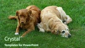  Presentation with nova scotia - Presentation featuring amigos - my dog - golden retriever background and a tawny brown colored foreground