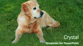  Presentation with golden chain of change - Colorful theme enhanced with amigos - my dog - golden retriever backdrop and a tawny brown colored foreground
