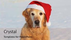  Presentation with dog boarding - Cool new theme with amigos - my dog - golden retriever backdrop and a coral colored foreground