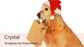  Presentation with gummy bear gummy bears - Beautiful PPT theme featuring amigos - my dog - golden retriever backdrop and a yellow colored foreground