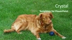  Presentation with nova scotia - Slides with amigos - my dog - nova scotia background and a forest green colored foreground