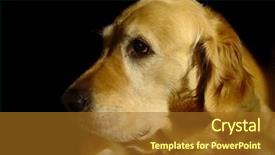  Presentation with dog - Colorful PPT layouts enhanced with amigos - my dog corny backdrop and a tawny brown colored foreground