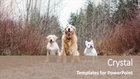  Presentation with golden yellow - Audience pleasing PPT layouts consisting of amigos - three dogs yellow lab golden backdrop and a coral colored foreground