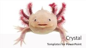  Presentation with ambystoma - Colorful slide set enhanced with amphibian - axolotl ambystoma mexicanum in front backdrop and a white colored foreground