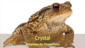  Presentation with small european robin erithacus rubecula - Colorful PPT layouts enhanced with amphibian - common toad or european toad backdrop and a tawny brown colored foreground