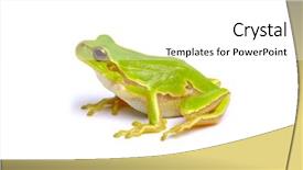  Presentation with green tree - Slide set featuring amphibian - green tree frog isolated background and a white colored foreground