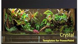  Presentation with frogs - Amazing PPT theme having amphibian - tropical rain forest terrarium backdrop and a tawny brown colored foreground