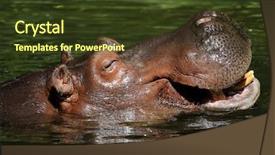  Presentation with animals zoo - PPT layouts enhanced with amphibius laughing in a zoo background and a tawny brown colored foreground