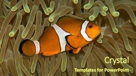  Presentation with underwater - Beautiful presentation featuring amphiprion ocellaris and sea anemone backdrop and a tawny brown colored foreground