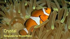  Presentation with underwater - Beautiful slide set featuring amphiprion ocellaris and sea anemone backdrop and a  colored foreground