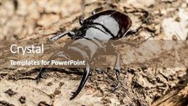  Presentation with wooden - Audience pleasing PPT layouts consisting of amulet - male stag beetle backdrop and a  colored foreground