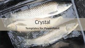  Presentation with christmas dinner - Beautiful slides featuring amur grass carp from fish backdrop and a lemonade colored foreground