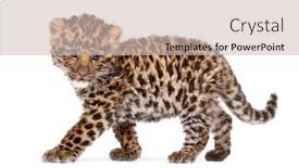  Presentation with amur leopard - PPT layouts having amur-leopard-cub-panthera-pardus background and a soft green colored foreground