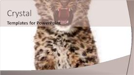  Presentation with amur leopard - Slide deck with amur-leopard-cub-panthera-pardus background and a coral colored foreground